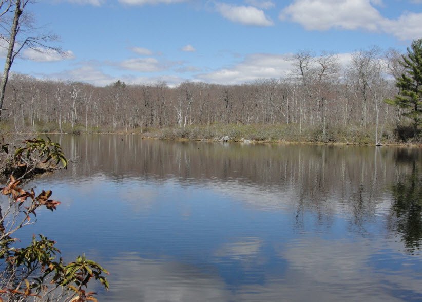 Beartown State Forest, Massachusetts, USA